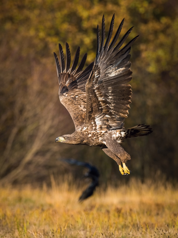 White-tailed Eagles, Haliaeetus albicilla von Petr Simon