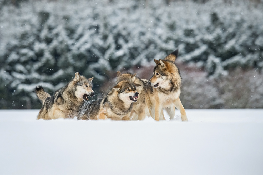 Wolves discuss, Canis lupus, confusion in the pack von Petr Simon