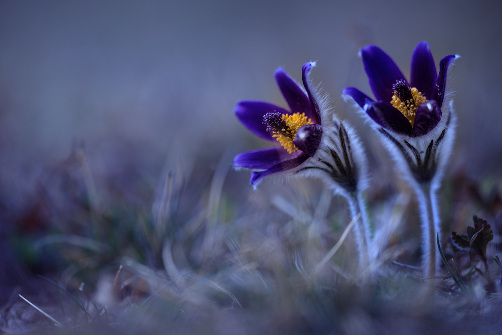 Pasque Flowers von Petra Dvorak