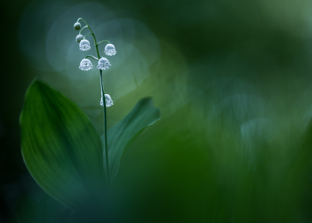 Lilly of the Valley von Petra Dvorak