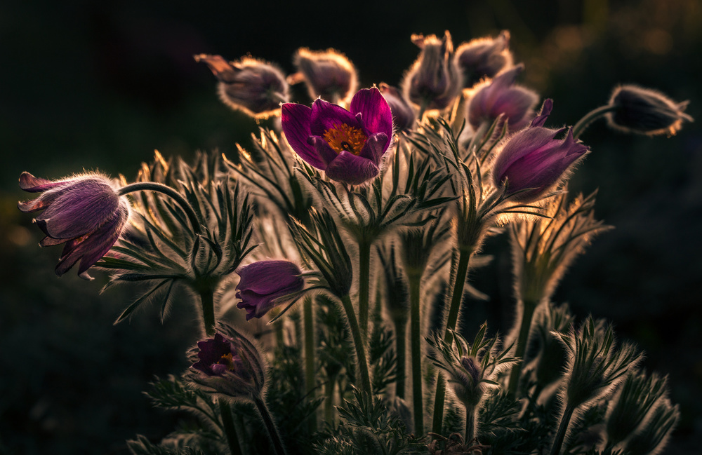 Pulsatilla - Pasque flower von Petra Dvorak