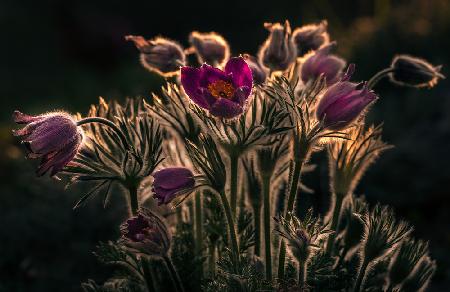 Pulsatilla - Pasque flower