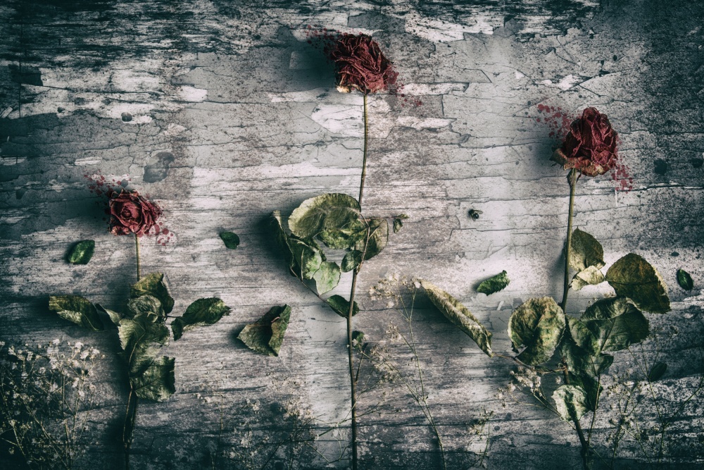 Dead Roses and a Fly von Petri Damsten