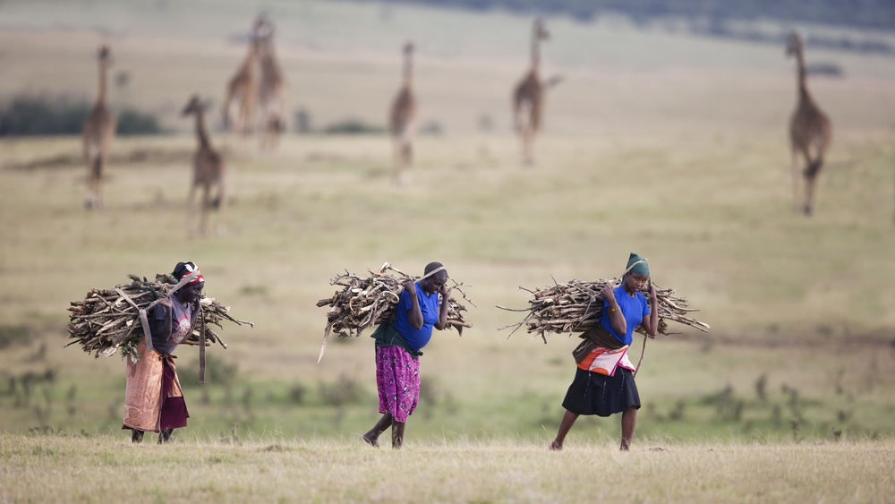 Working in wildlife von Phillip Chang