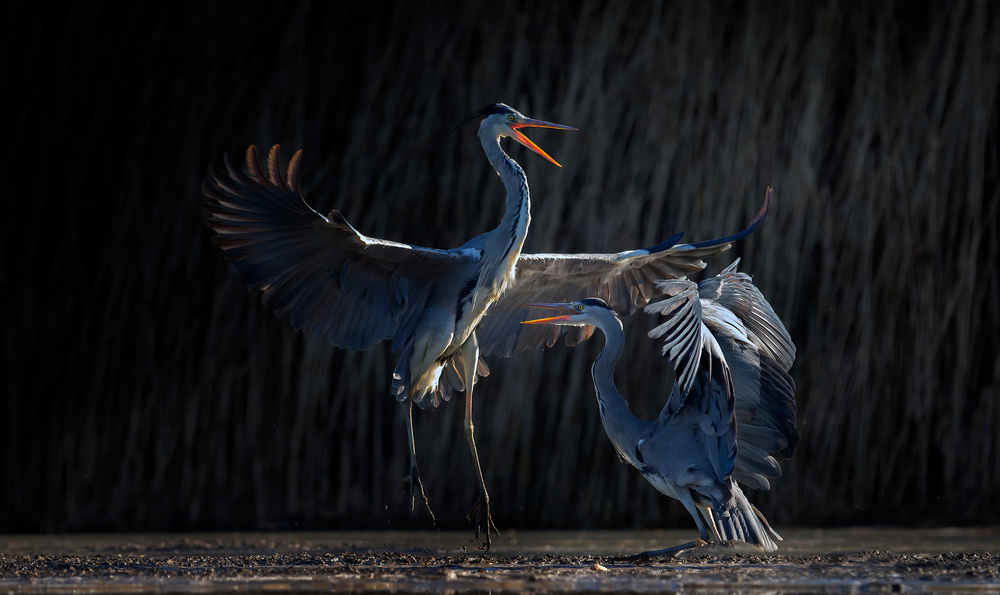 The Dance von Phillip Chang