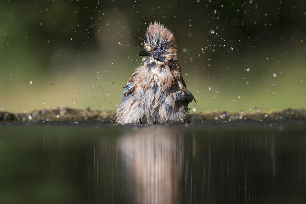 Showering von Phillip Chang