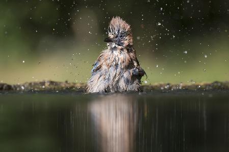 Showering