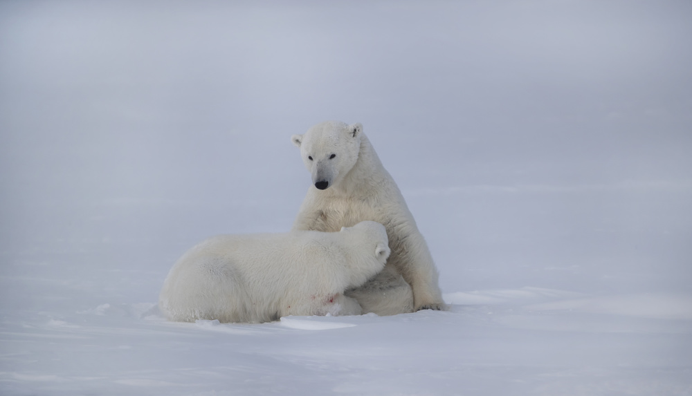 Feeding von Phillip Chang