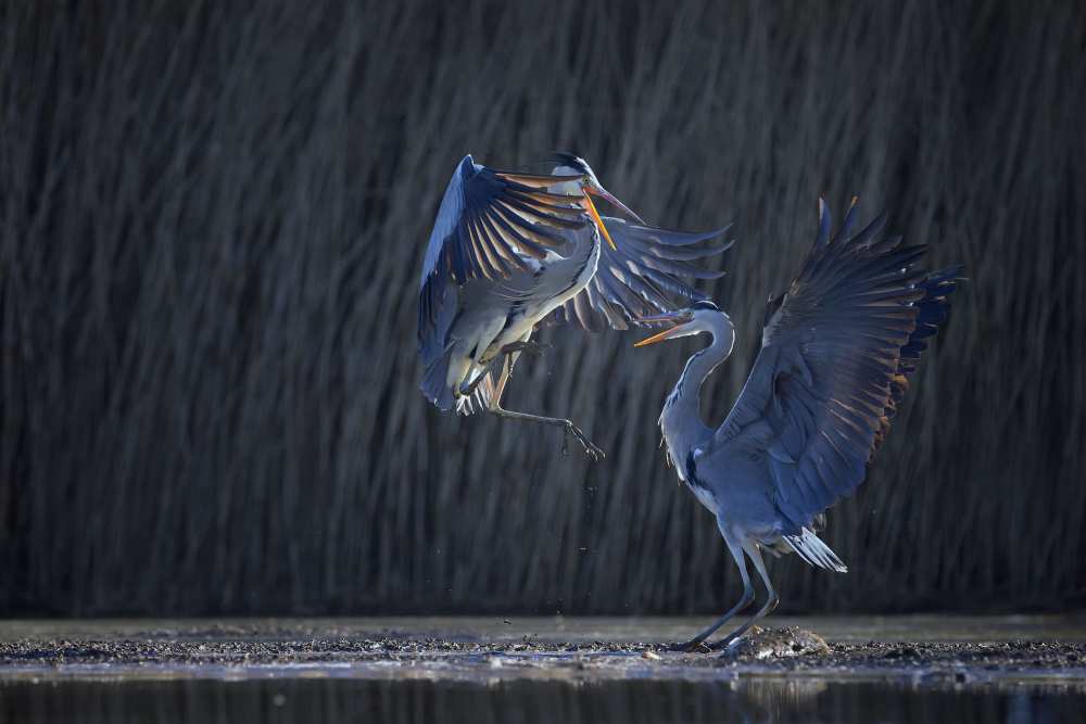 Grey heron von Phillip Chang