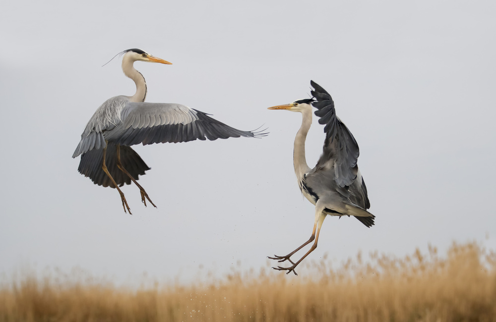 Confrontation von Phillip Chang