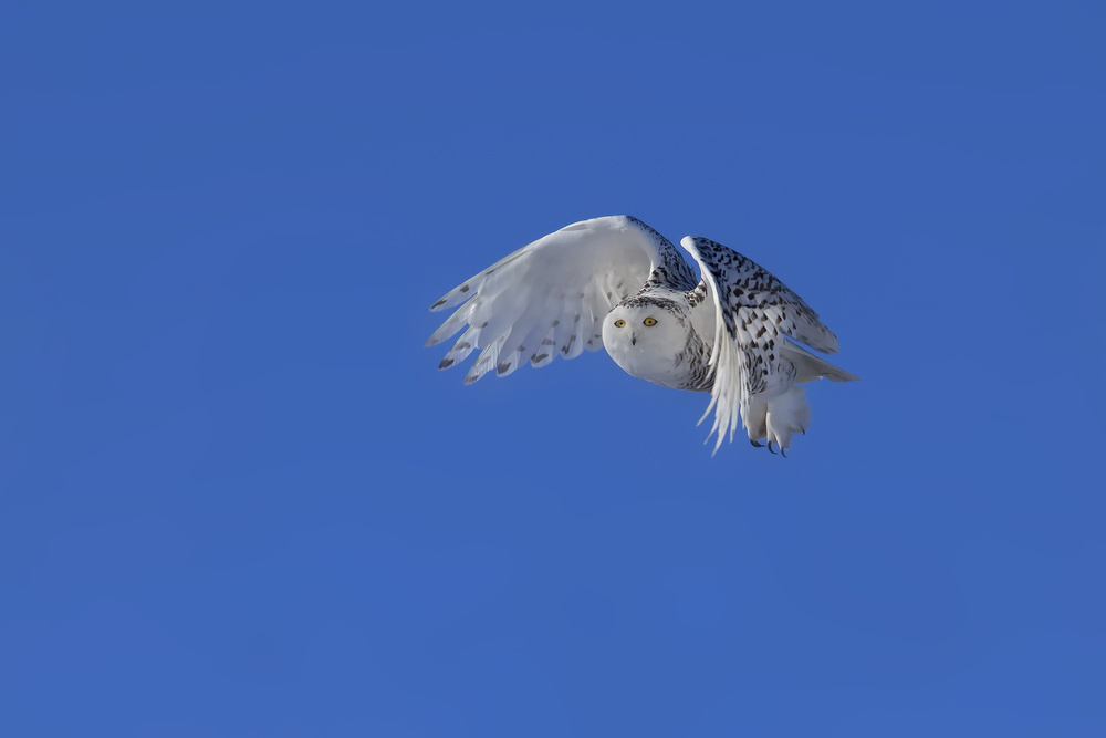 Snowy Owl von Phillip Chang