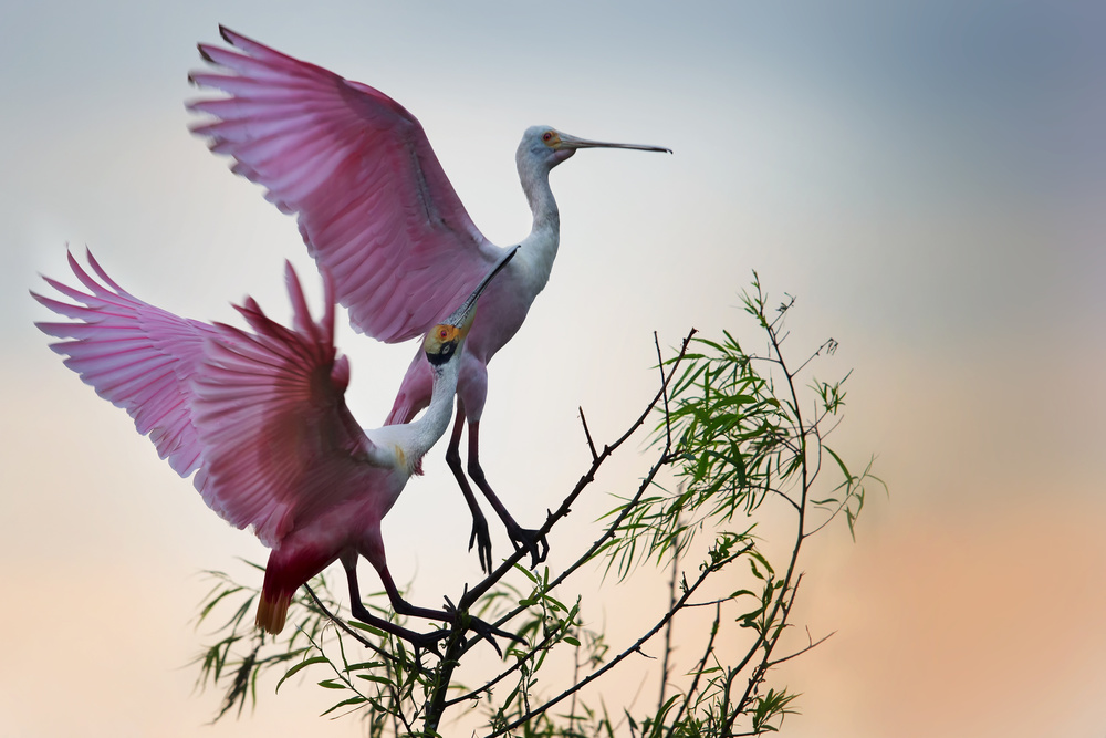 Two Roseate Spoonbills von Phillip Chang