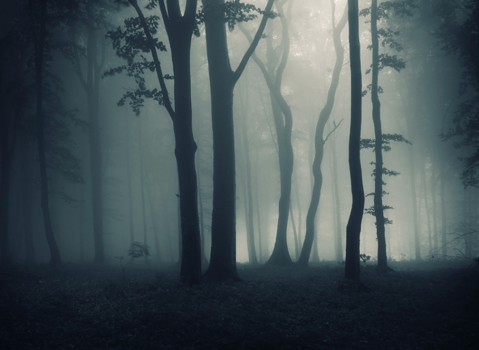 Dark Forest von PhotoCosma