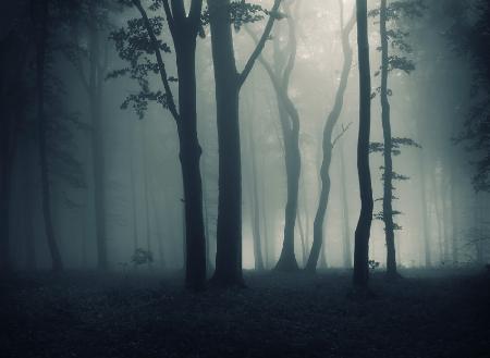 Dark Forest