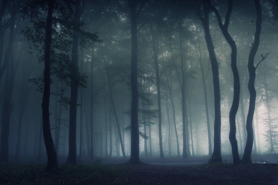 Mysterious Forest von PhotoCosma