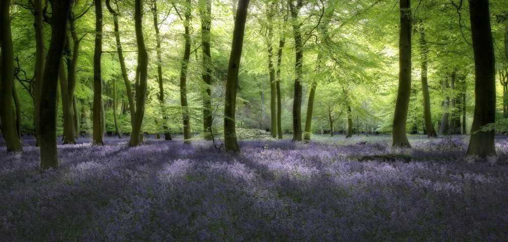 Evening Bluebells von Photokes