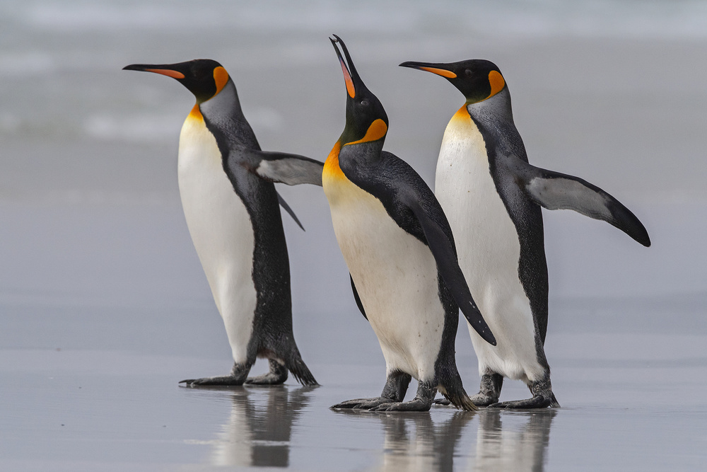 King Penguins at the Falklands. von Pía Vergara