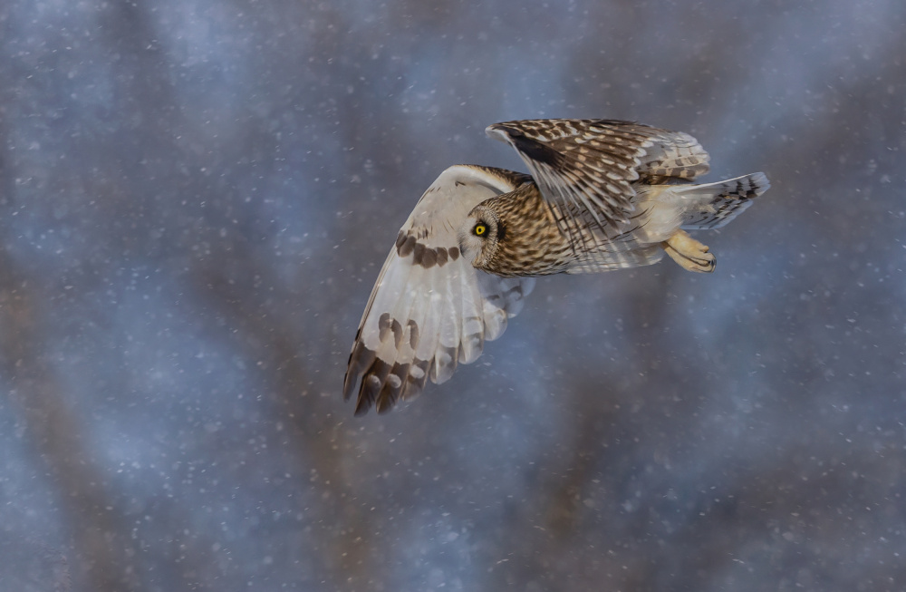 Flight over in a snow day von Picart/Dennis Liu