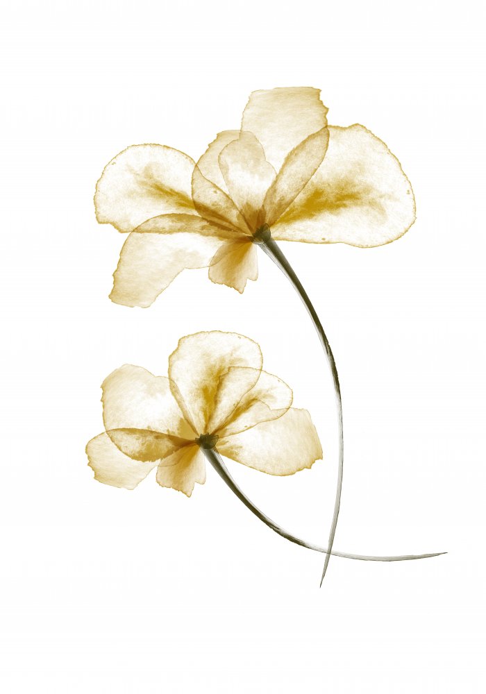 Pressed Flowers von Pictufy Studio II