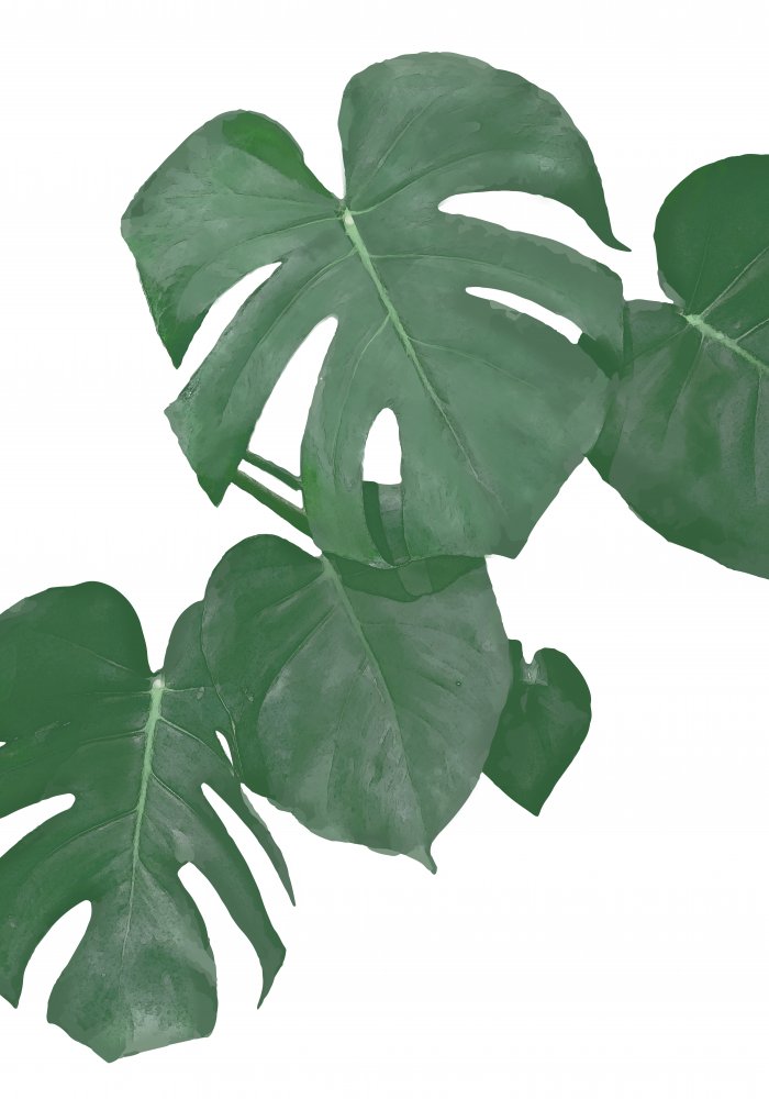 Monstera Aqua 01 von Pictufy Studio II