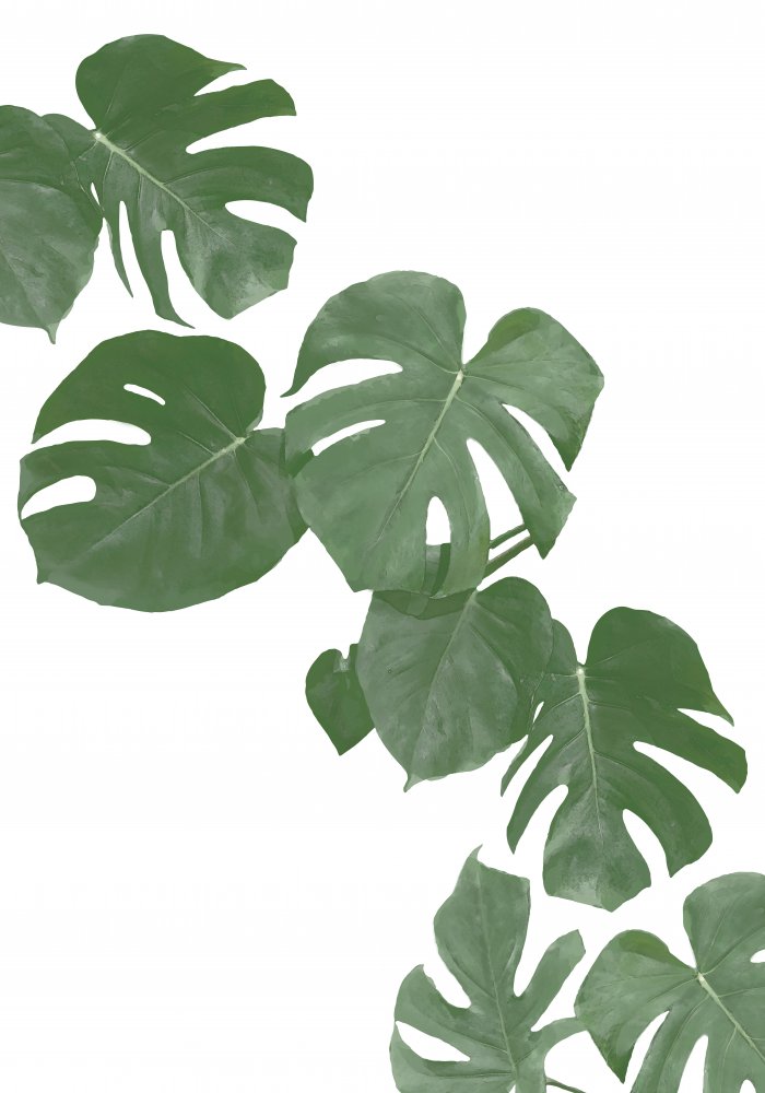 Monstera Aqua 02 von Pictufy Studio II