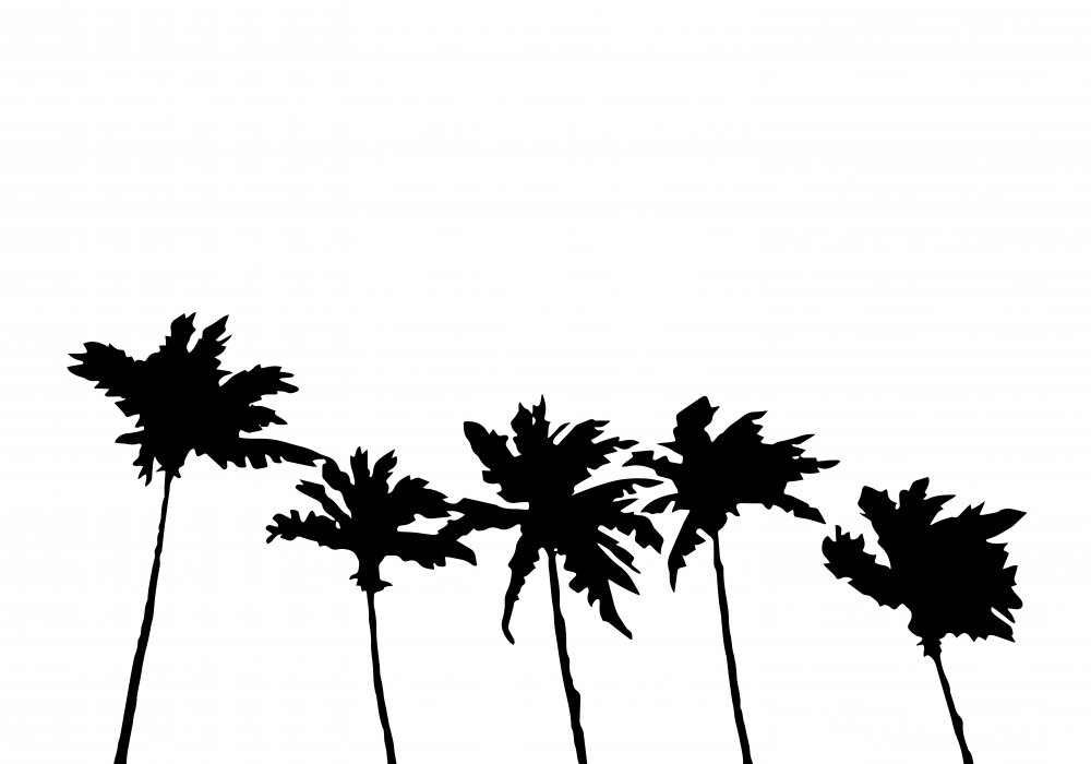 Palms White von Pictufy Studio II