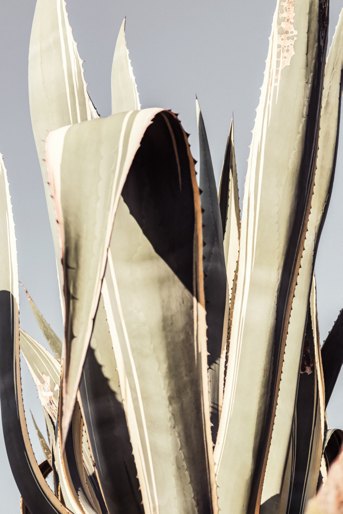 Agave_001 von Pictufy Studio III