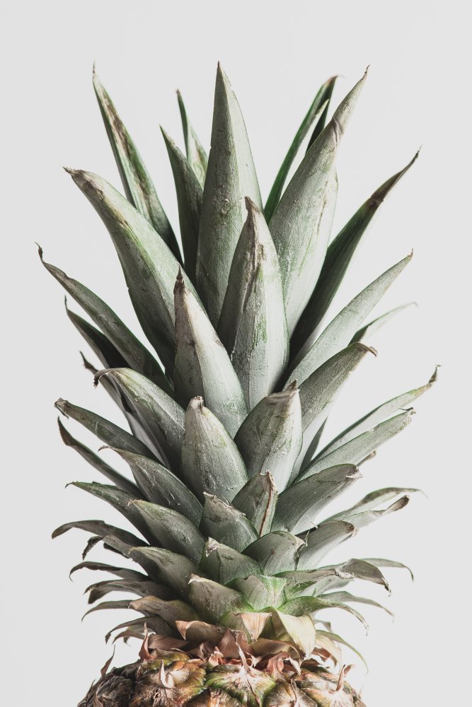 Pineapple Natural 02 von Pictufy Studio III