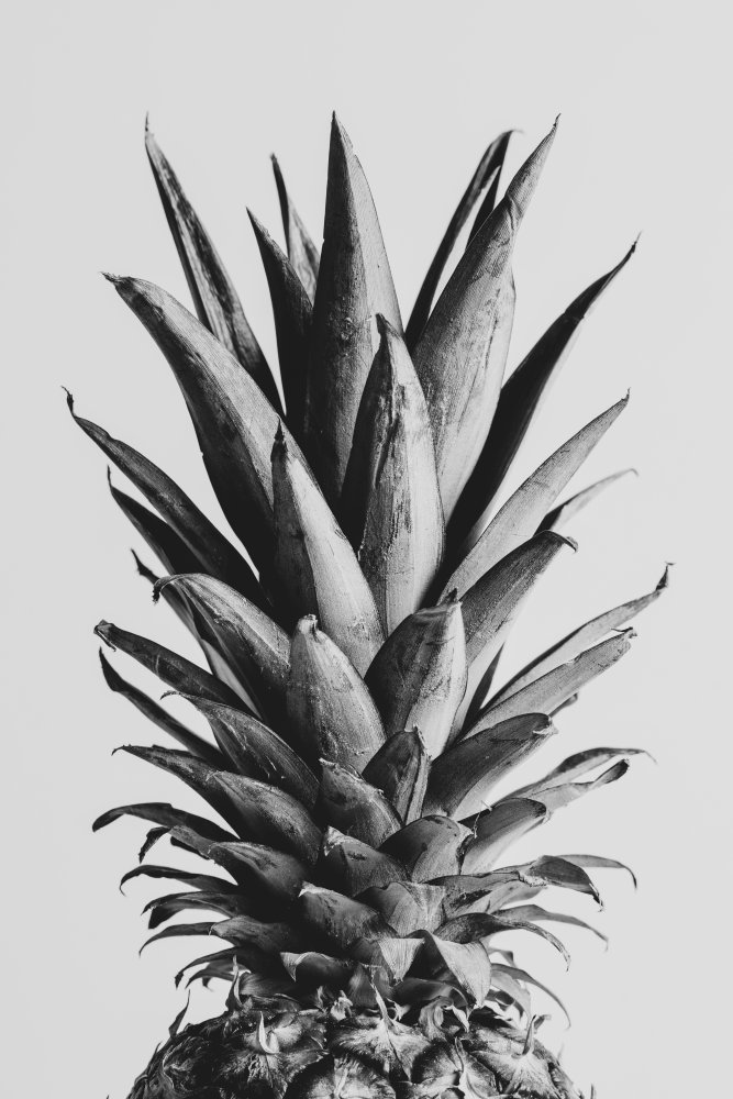 Pinapple Black &amp; White 05 von Pictufy Studio III