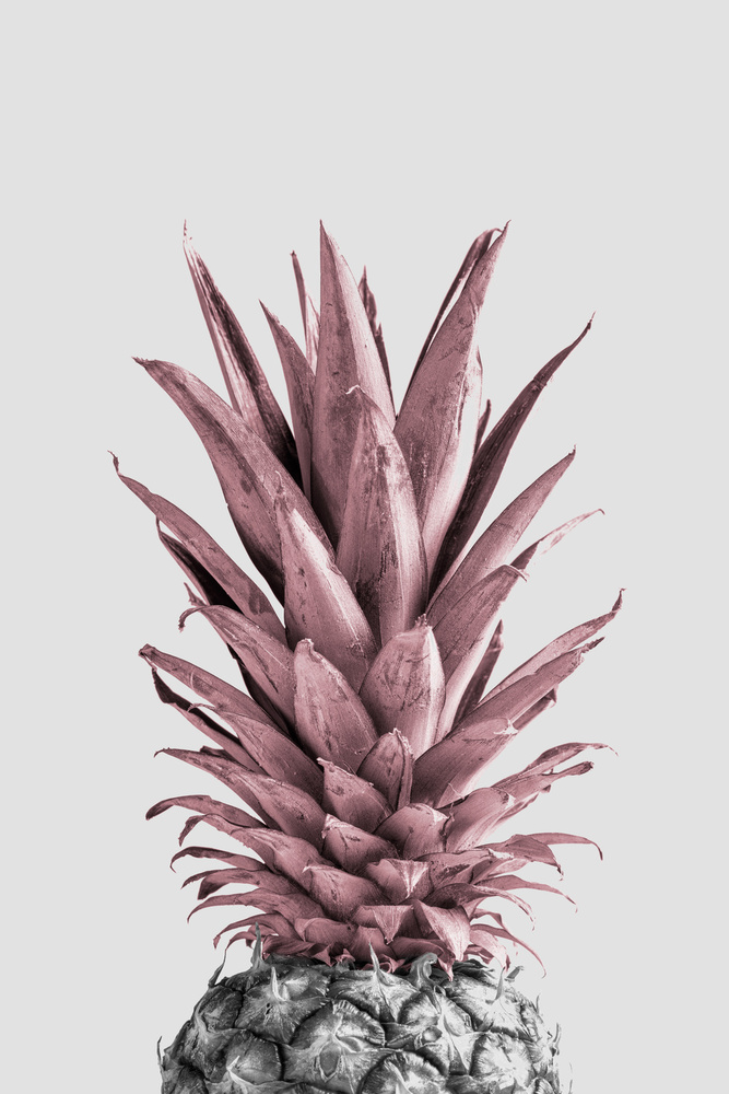 Pineapple Pink 04 von Pictufy Studio III