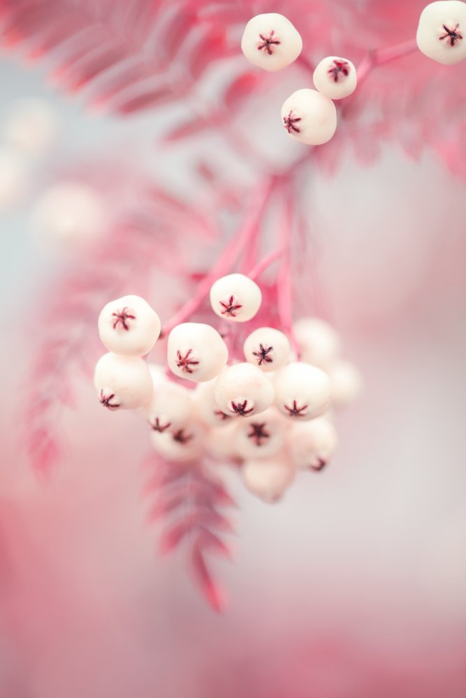 Berries on a twig No2 von Pictufy Studio III