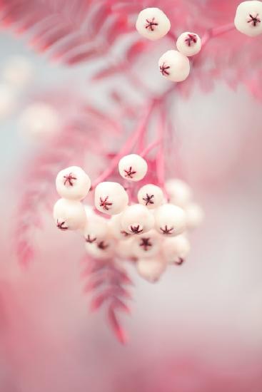 Berries on a twig No2