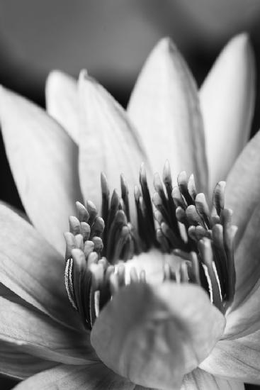 Flower, close up