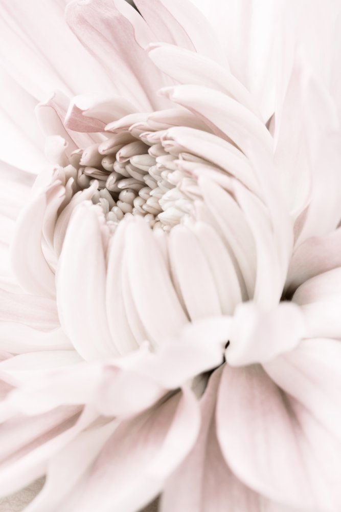 Chrysanthemum No 05 von Pictufy Studio III