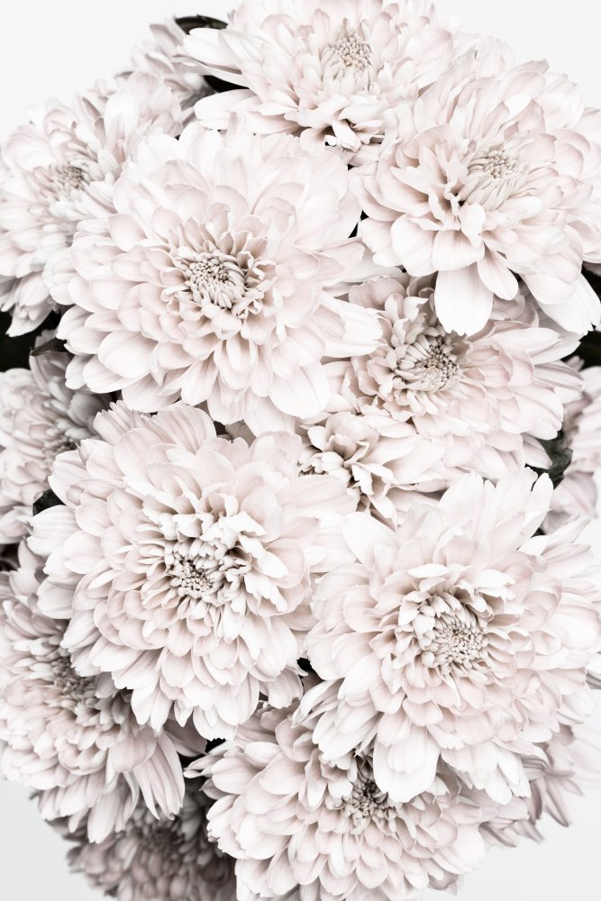 Chrysanthemum No 08 von Pictufy Studio III