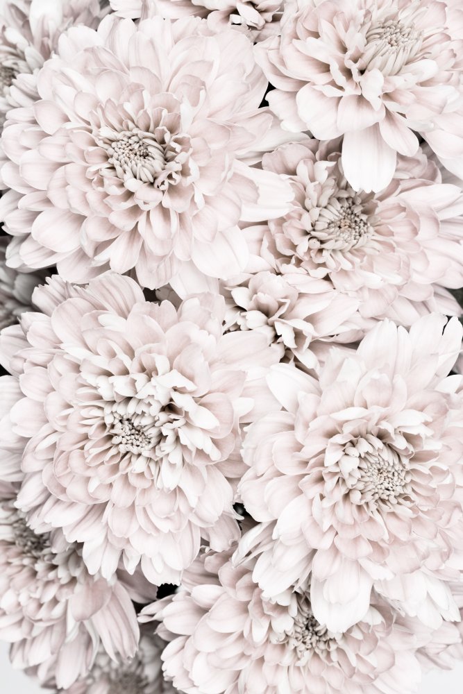 Chrysanthemum No 09 von Pictufy Studio III