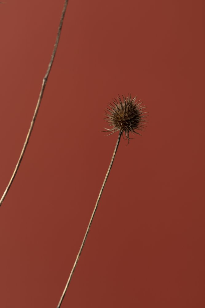 Thistle Rust Red 03 von Pictufy Studio III