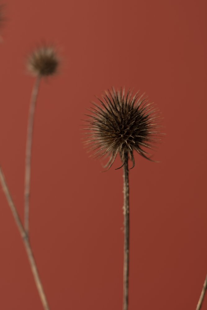 Thistle Rust Red 04 von Pictufy Studio III