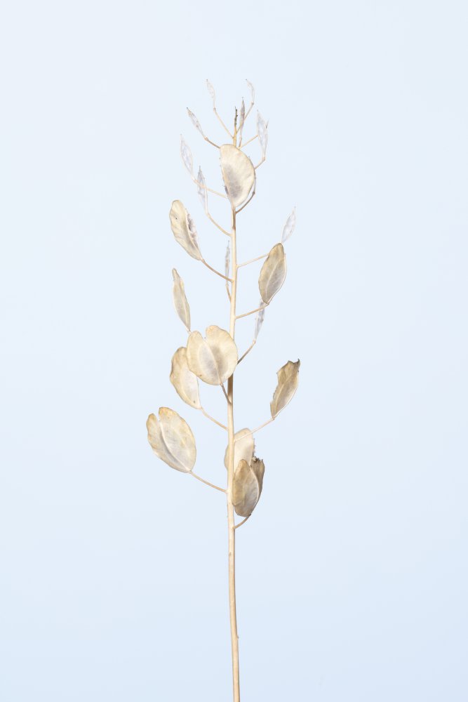 Solitary dried plant_light blue von Pictufy Studio III