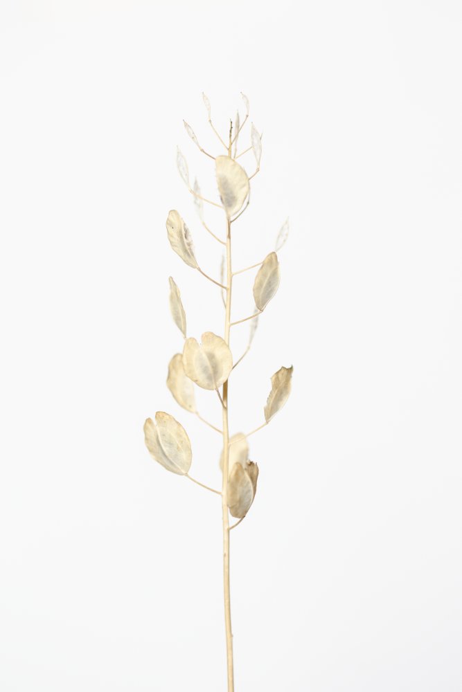 Solitary dried plant_light grey von Pictufy Studio III