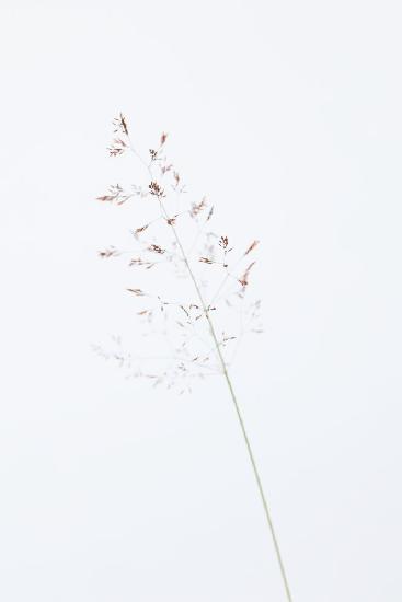 Single dried grass straw