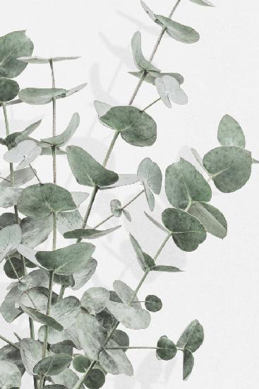 Eucalyptus_003