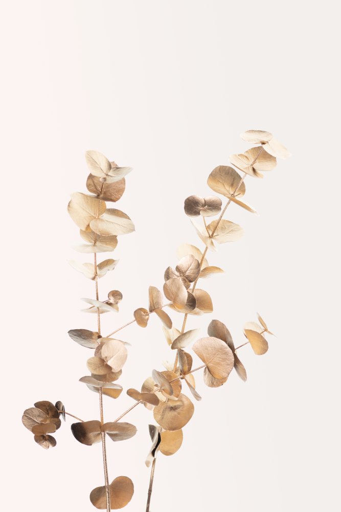 Eucalyptus Gold No 02 von Pictufy Studio III