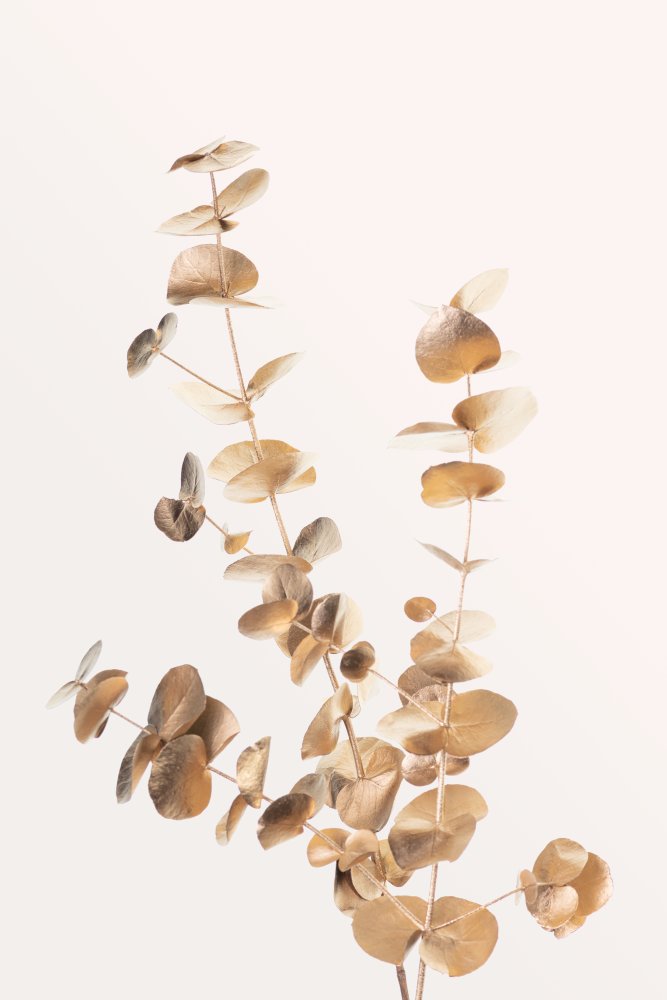 Eucalyptus Gold No 04 von Pictufy Studio III