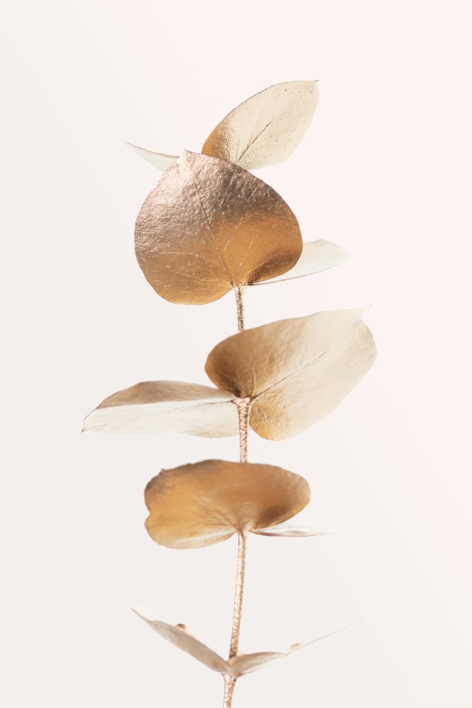 Eucalyptus Gold No 06 von Pictufy Studio III