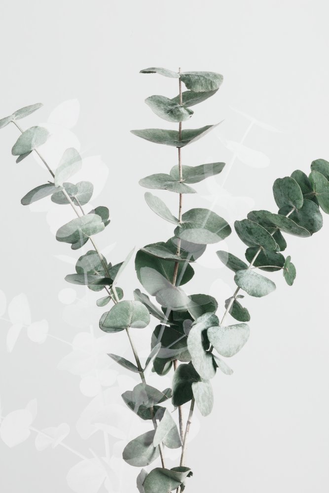 Eucalyptus Creative 01 von Pictufy Studio III