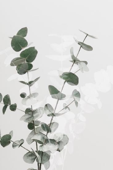 Eucalyptus Creative 02