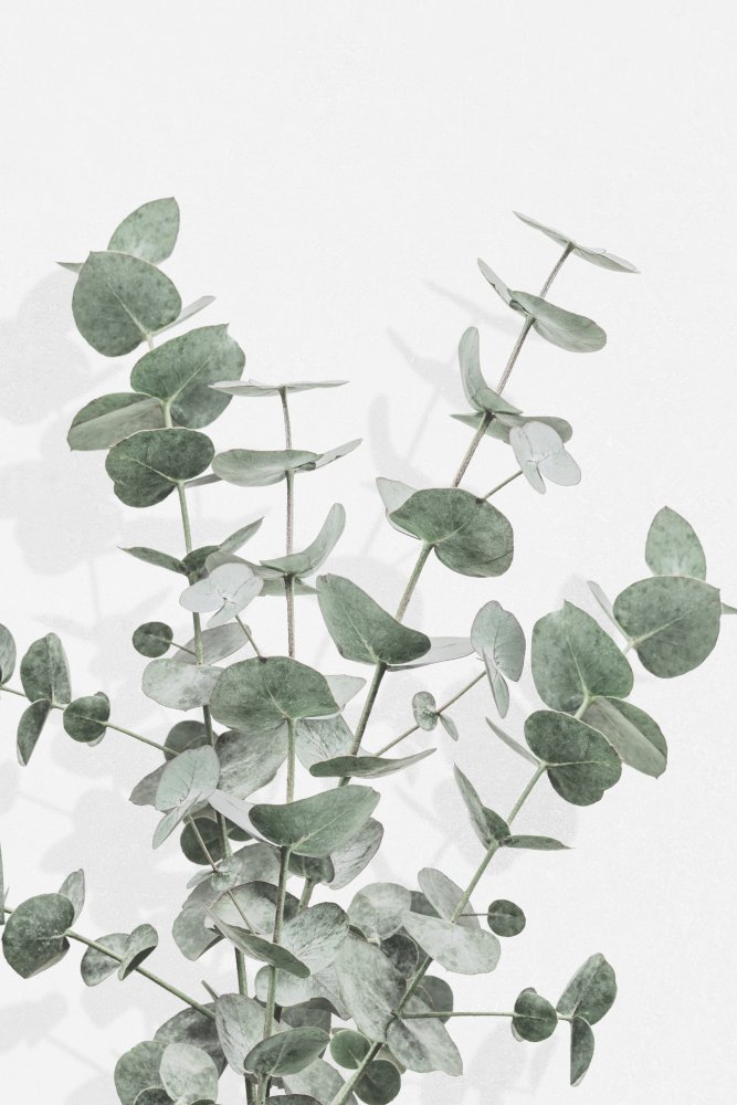 Eucalyptus Creative 16 von Pictufy Studio III