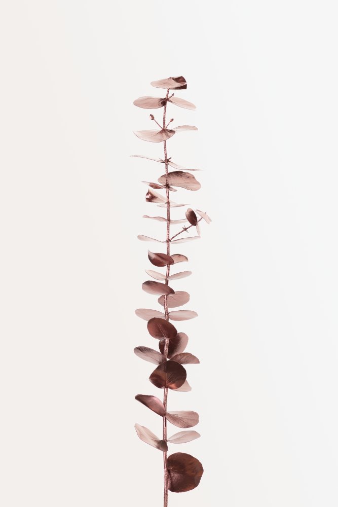 Eucalyptus Copper No 01 von Pictufy Studio III