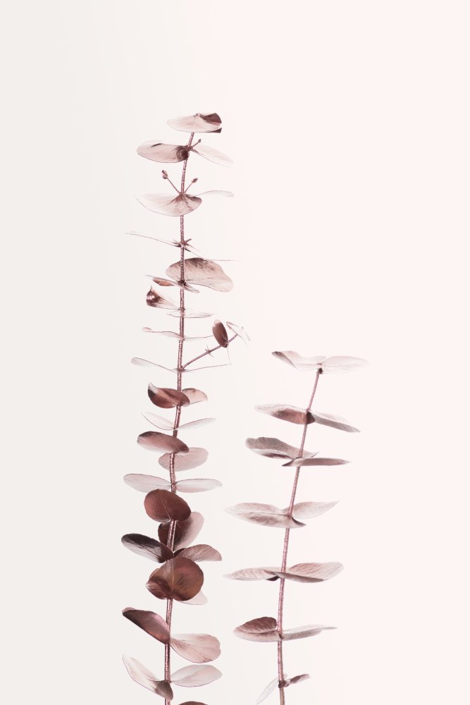 Eucalyptus Copper No 02 von Pictufy Studio III